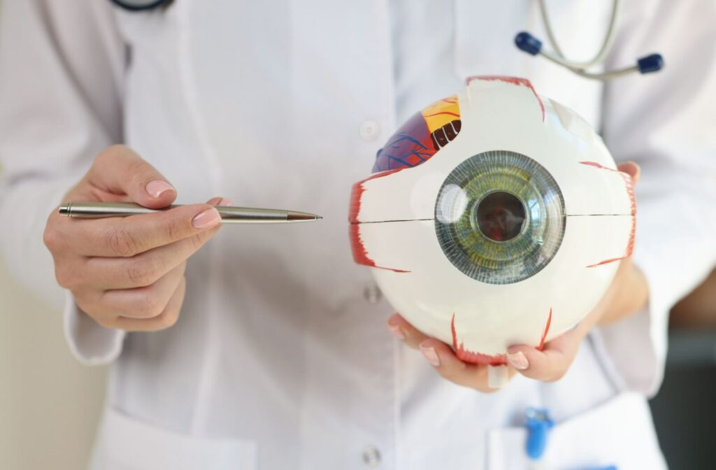 An optometrist holding an anatomical model of the human eye.