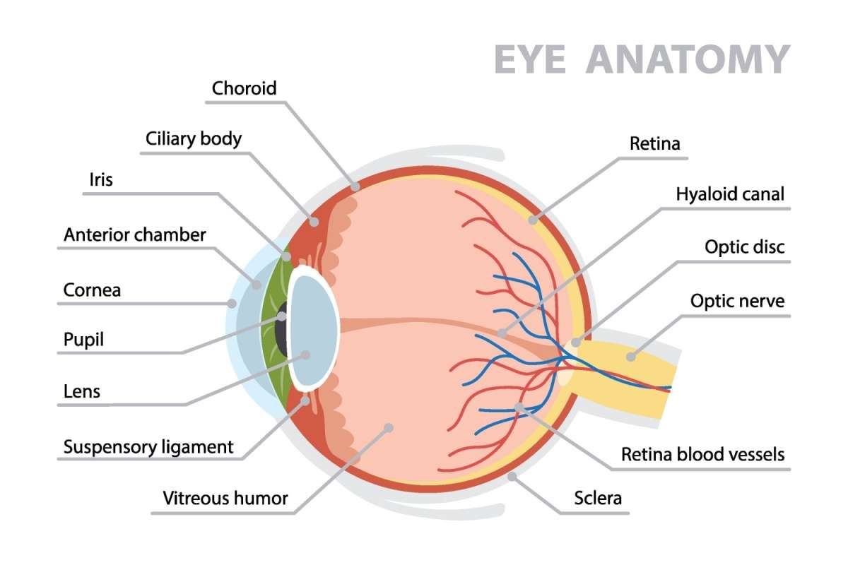 Illustrated eye anatomy diagram showing labeled structures including the cornea, iris, lens, retina, optic nerve, vitreous humor, and blood vessels.